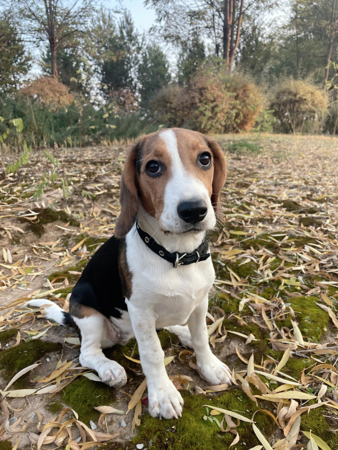 比格犬小时候的样子图片