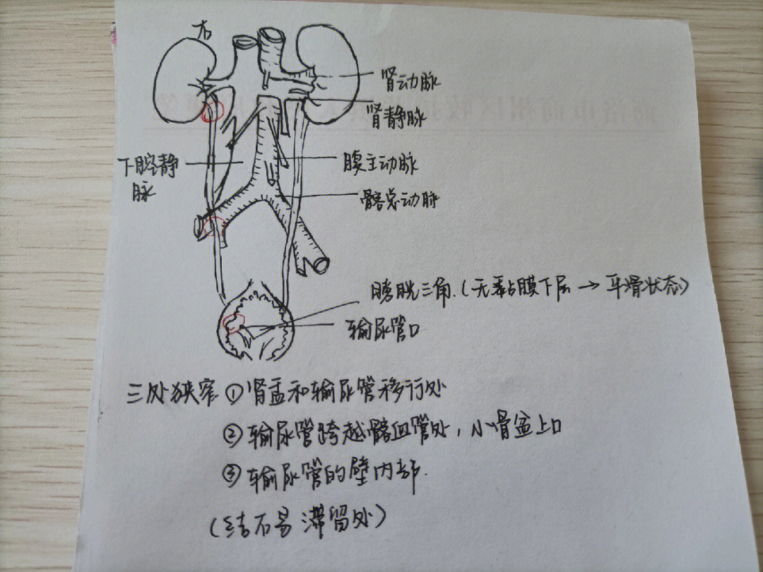 肾动脉分支解剖图片