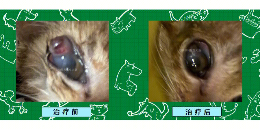 猫咪结膜炎怎么治疗图片