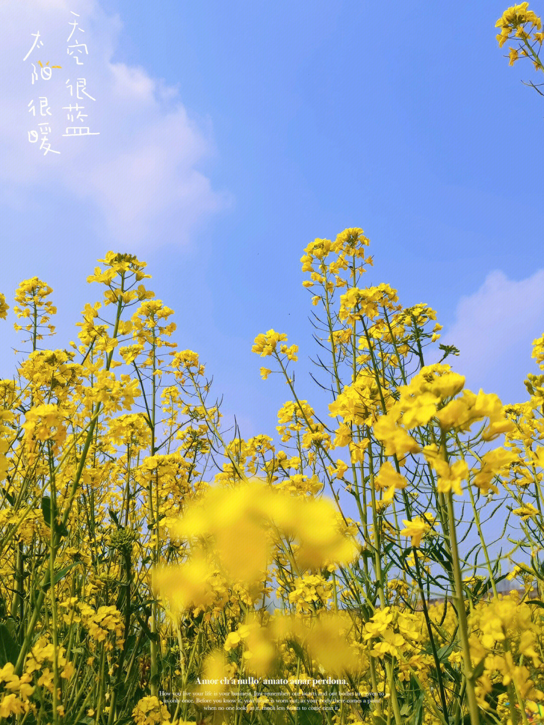 崇州白头镇油菜花图片