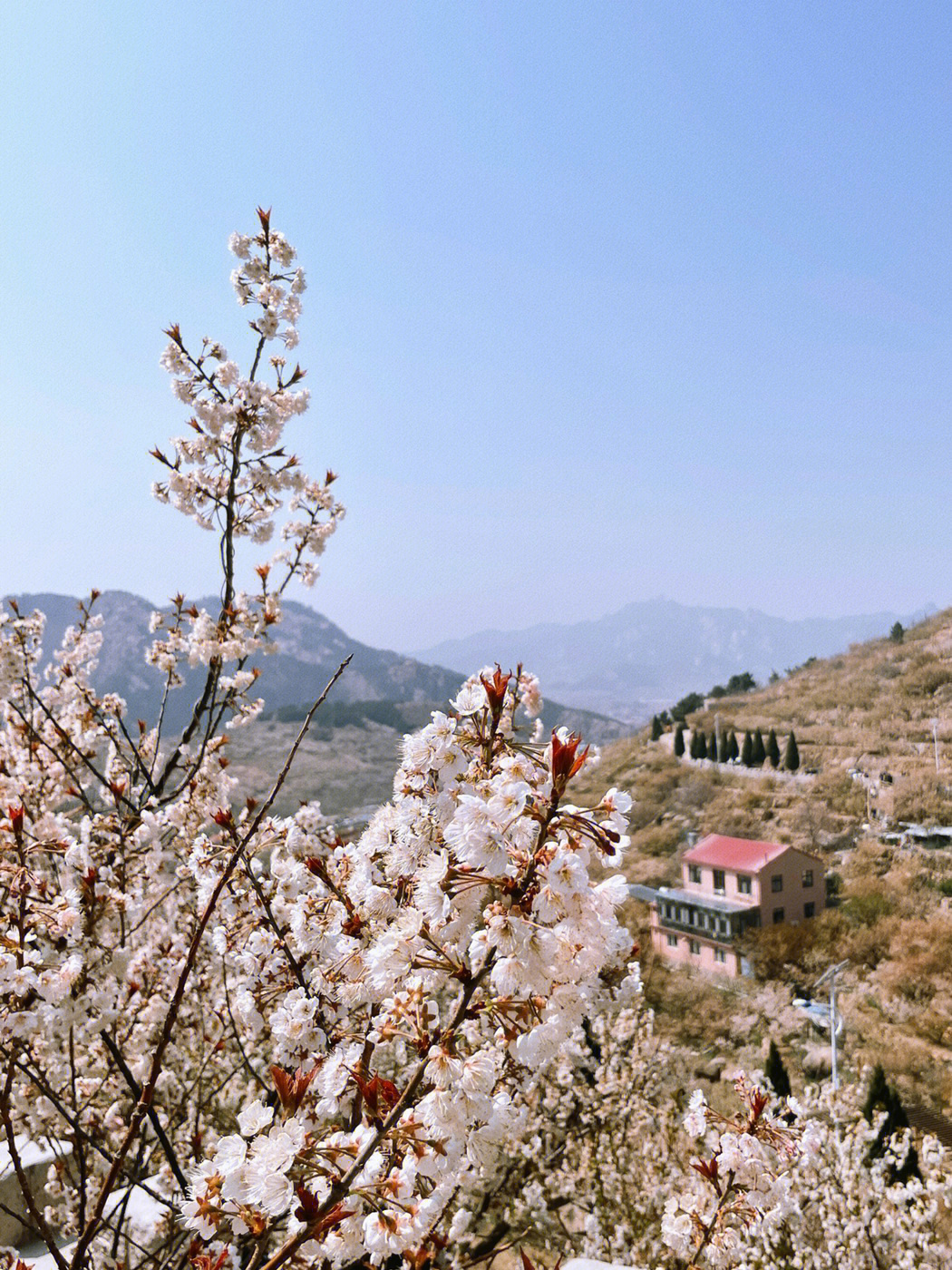 青岛大崂樱花谷图片