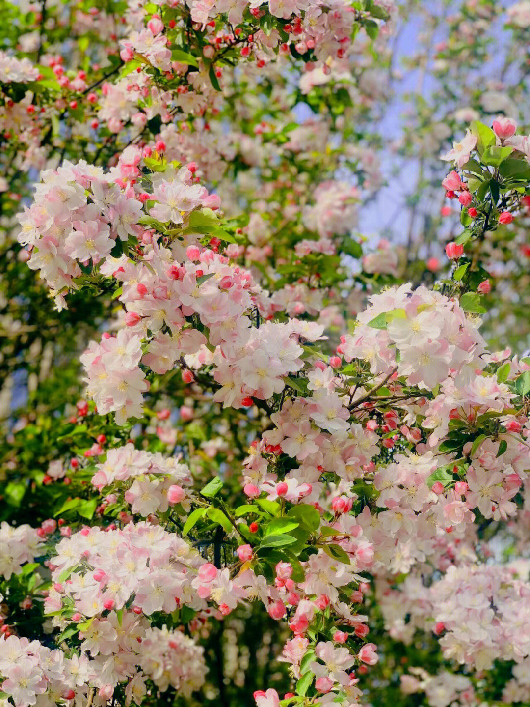 海棠花开花季节图片