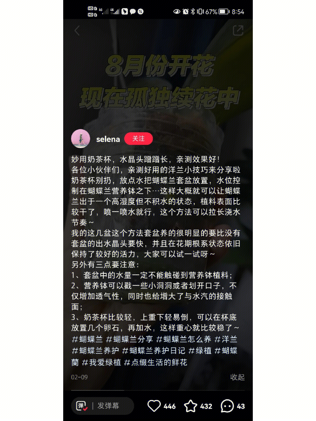 蝴蝶兰种子怎么种图片