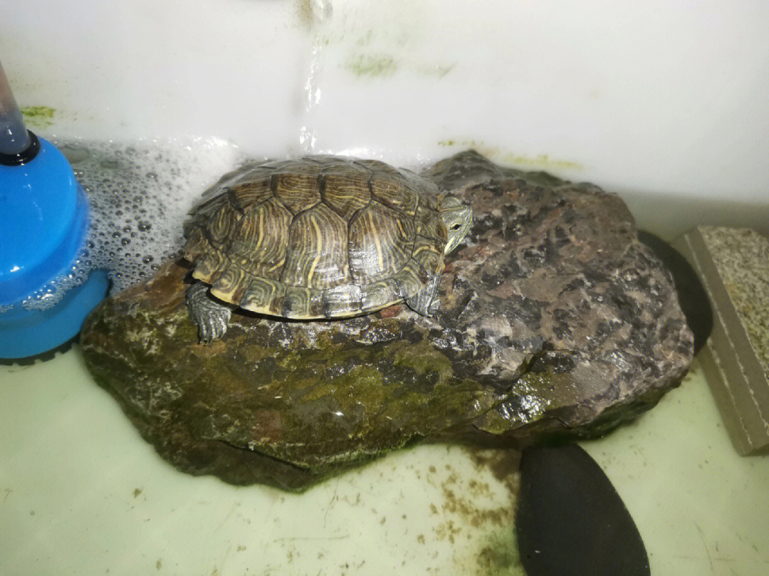 小乌龟不喜欢下水怎么办