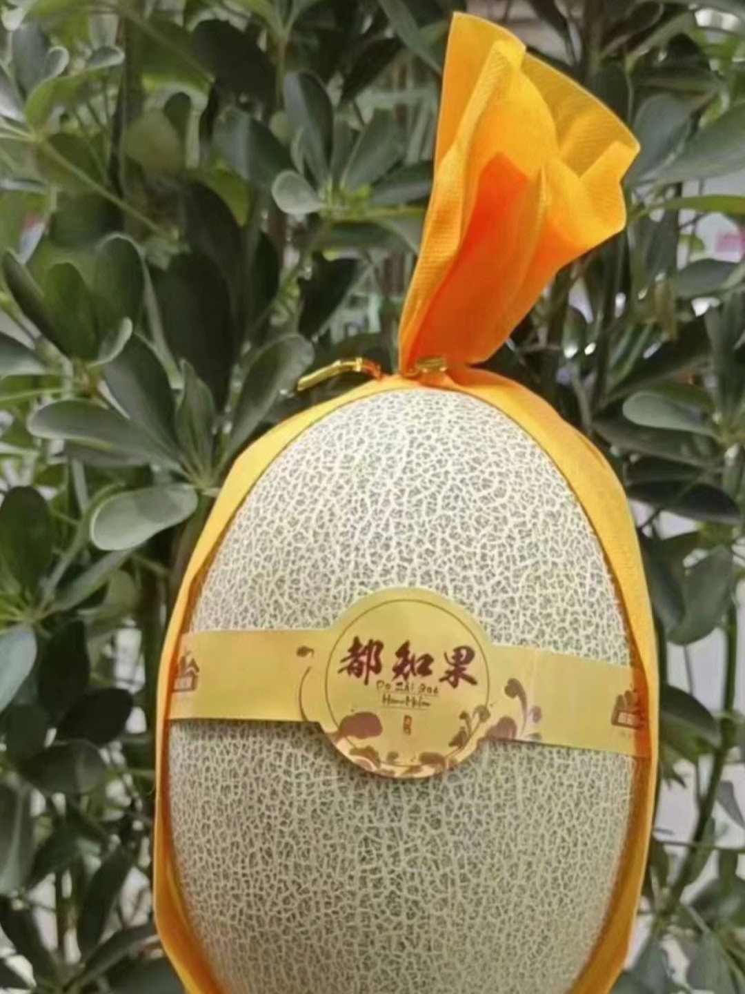 都知果哈密瓜