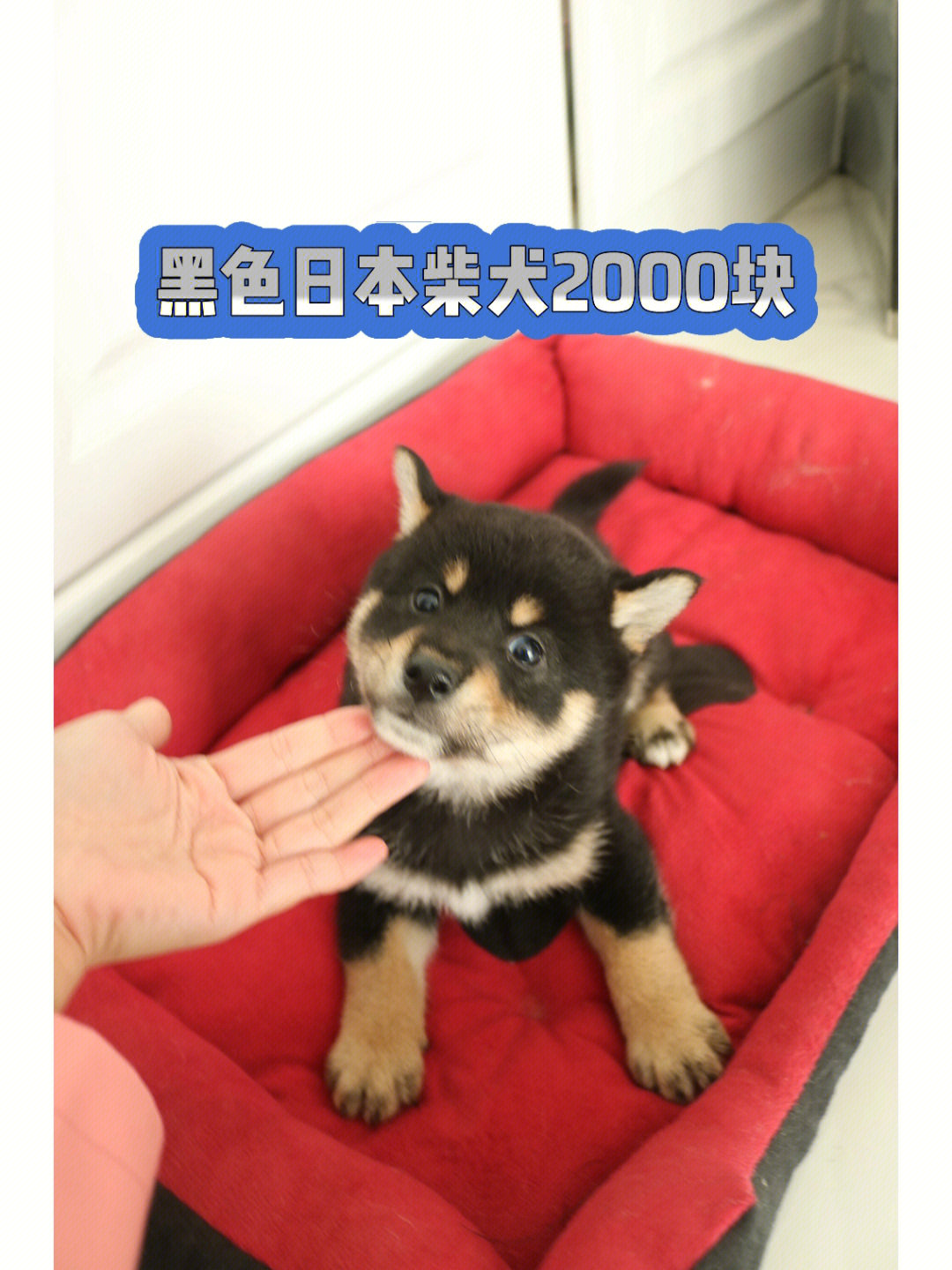 黑色日本柴犬幼犬小公犬2k北京个人家养