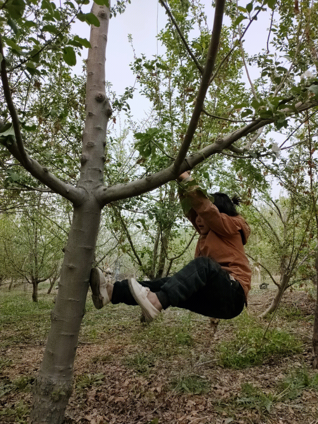 窜天树图片