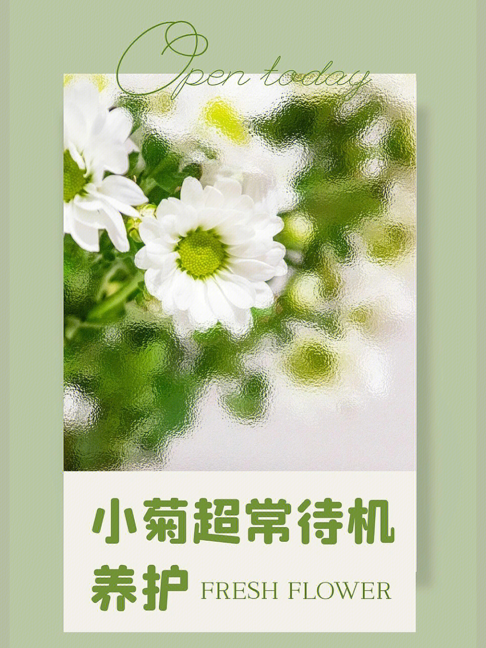 斑纹小菊花语图片