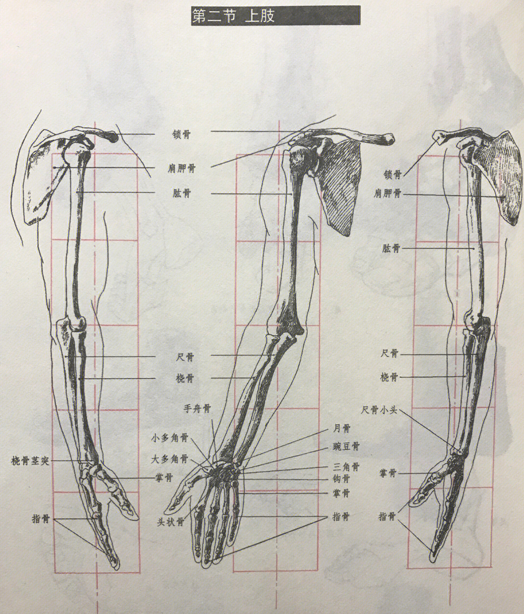 画好速写系列一组图看懂上肢