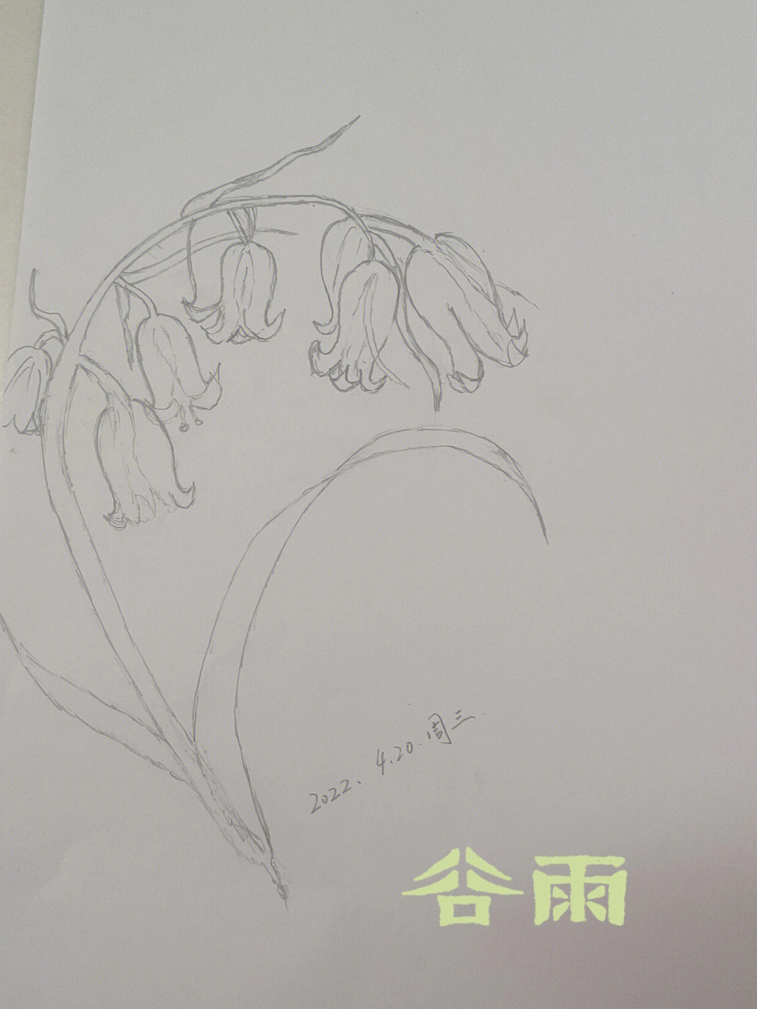 蓝星花素描图片