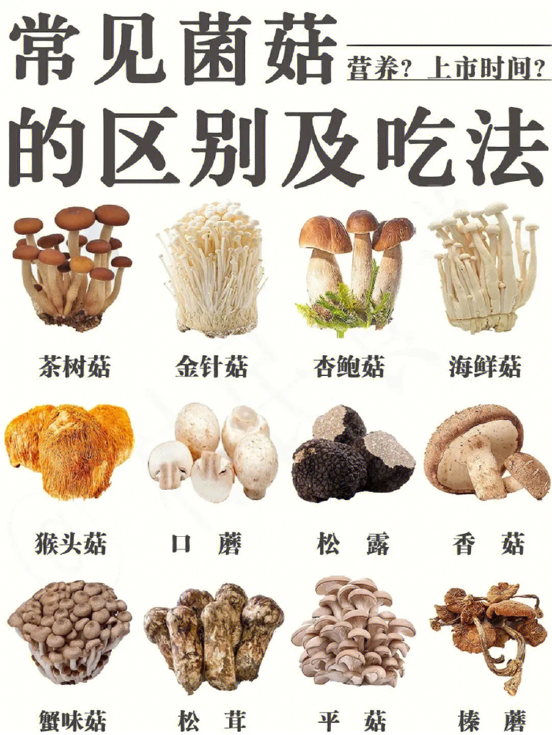 蘑菇种类图解图片