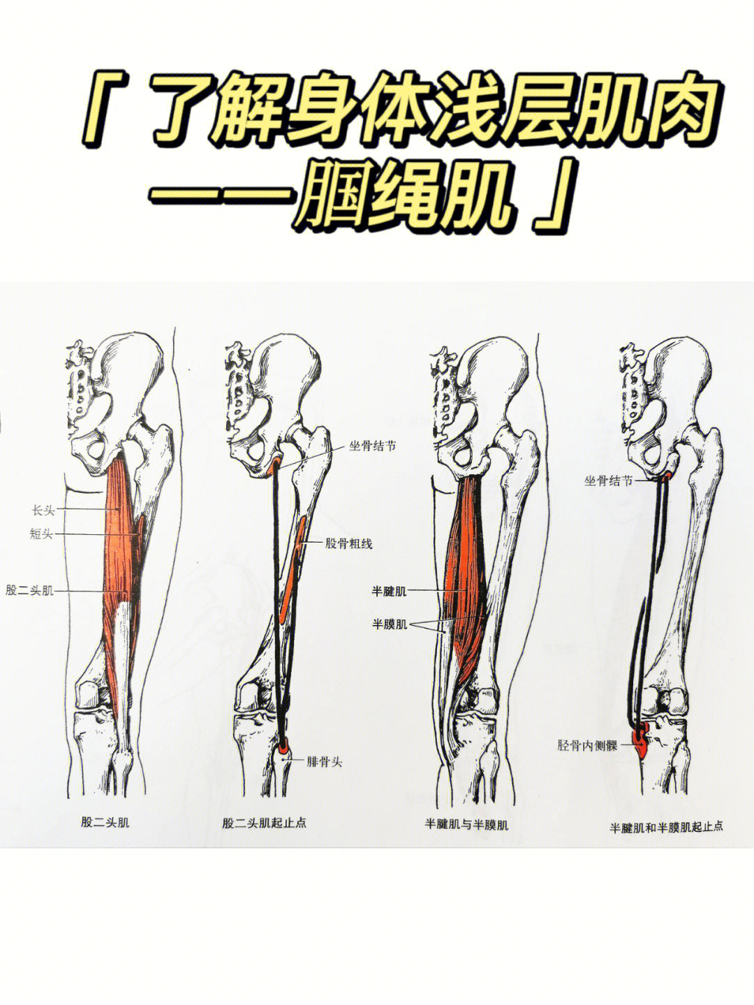 了解身体浅层肌肉腘绳肌