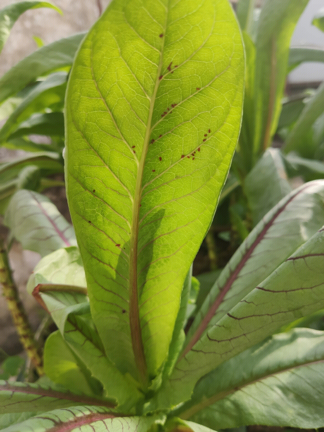 天台院子的油麦菜长了虫子08