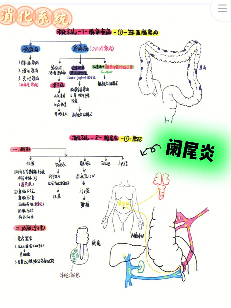 人体阑尾的作用图片