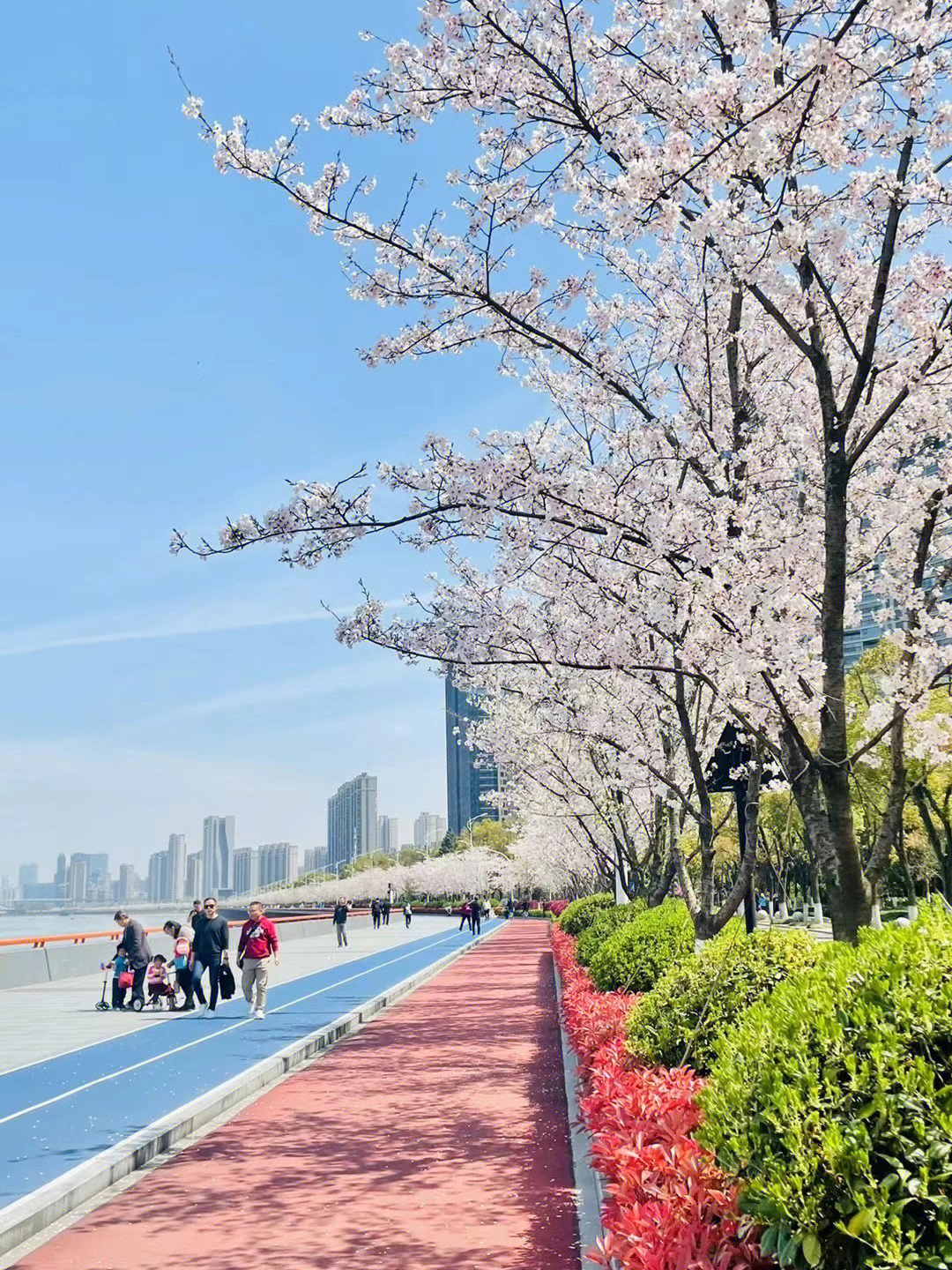 杭州滨江樱花大道