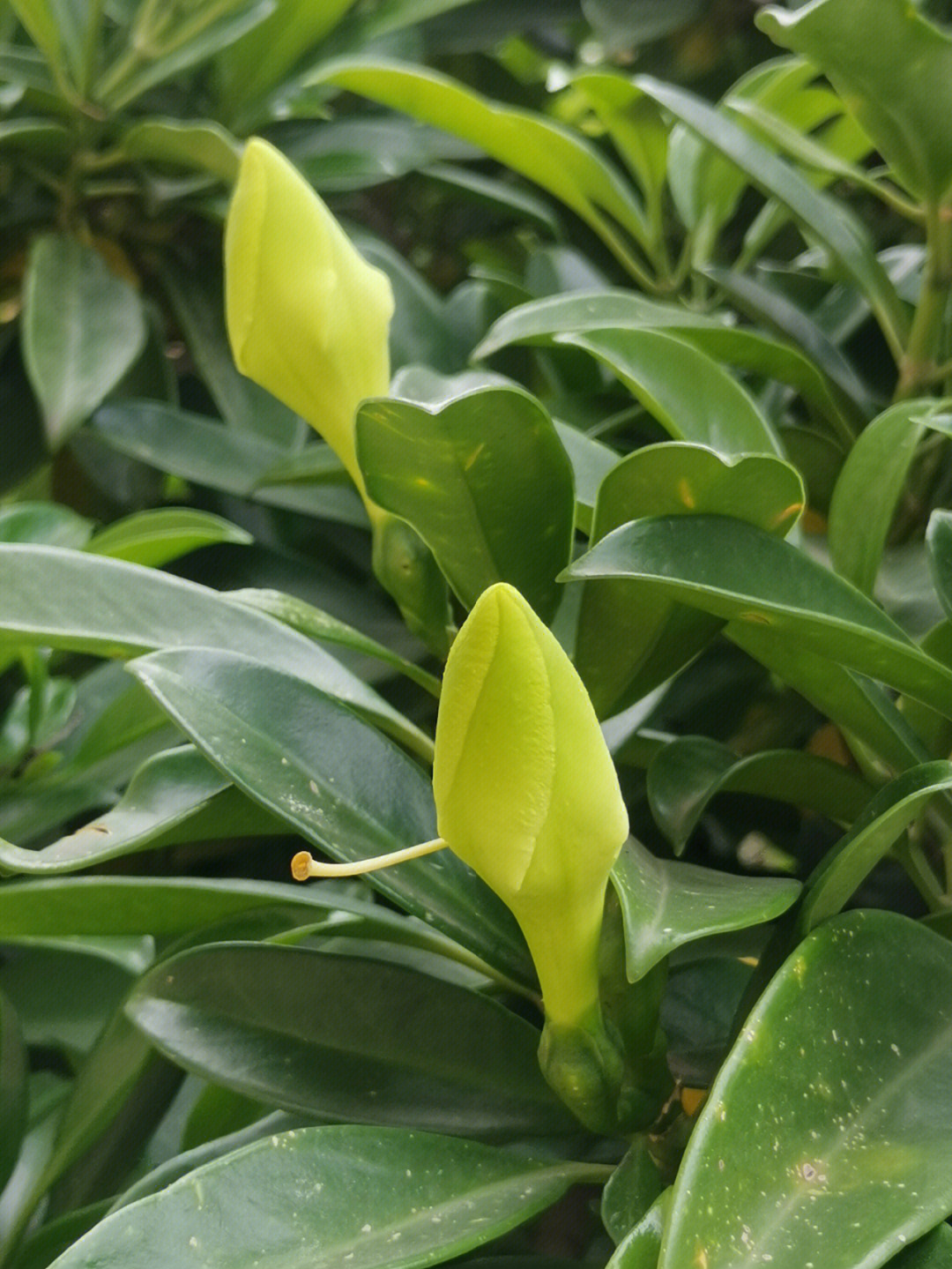 非洲茉莉花色图片