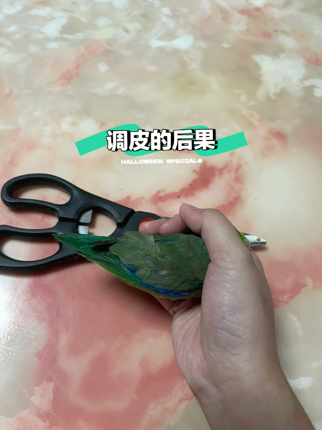 灰鹦鹉剪羽方法图片图片