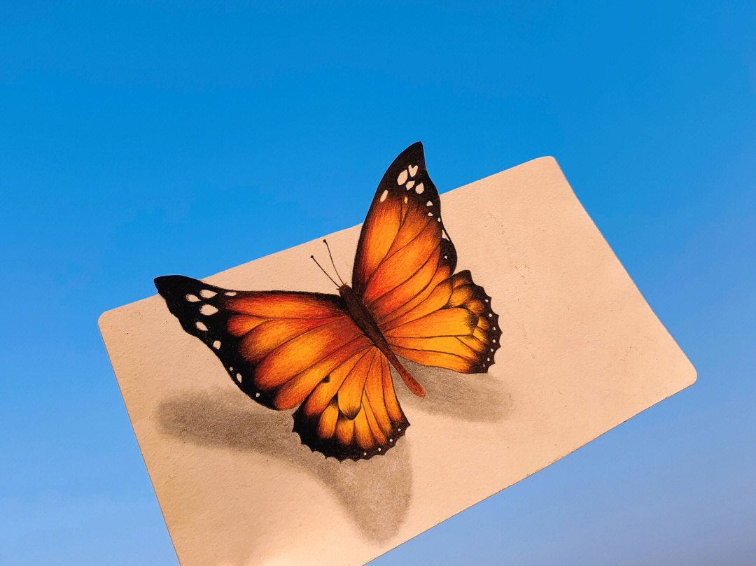 蝴蝶彩铅画简单图片