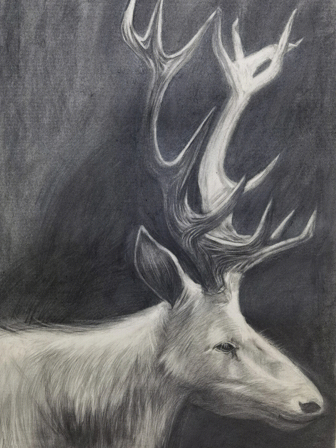 鹿的素描画法图片