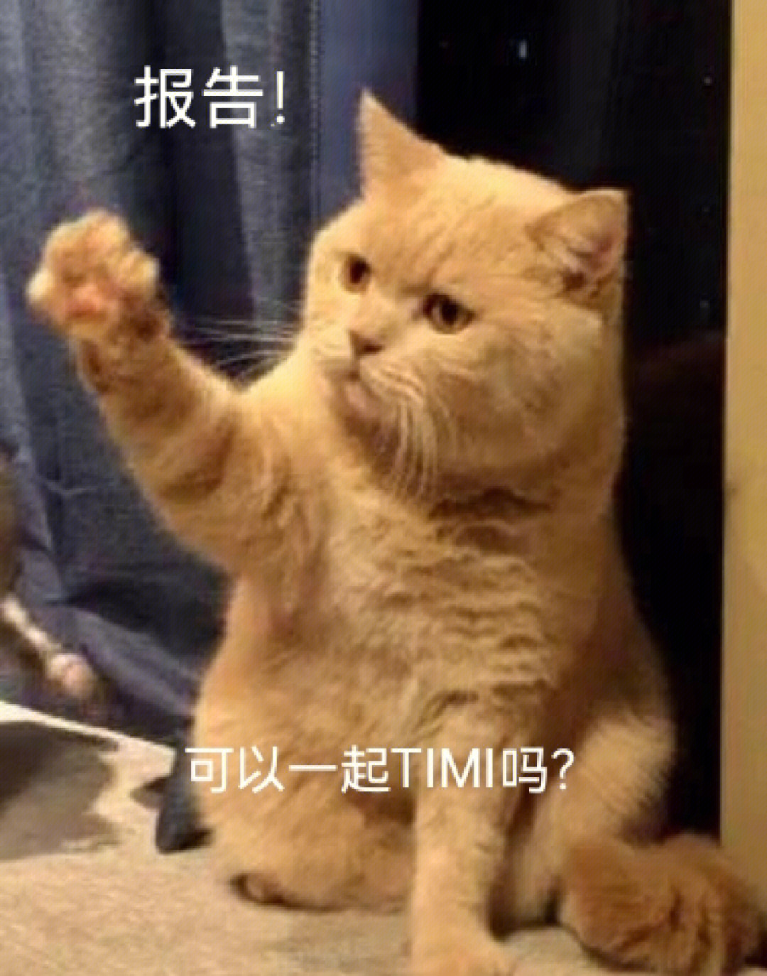 猫搓手手表情包图片