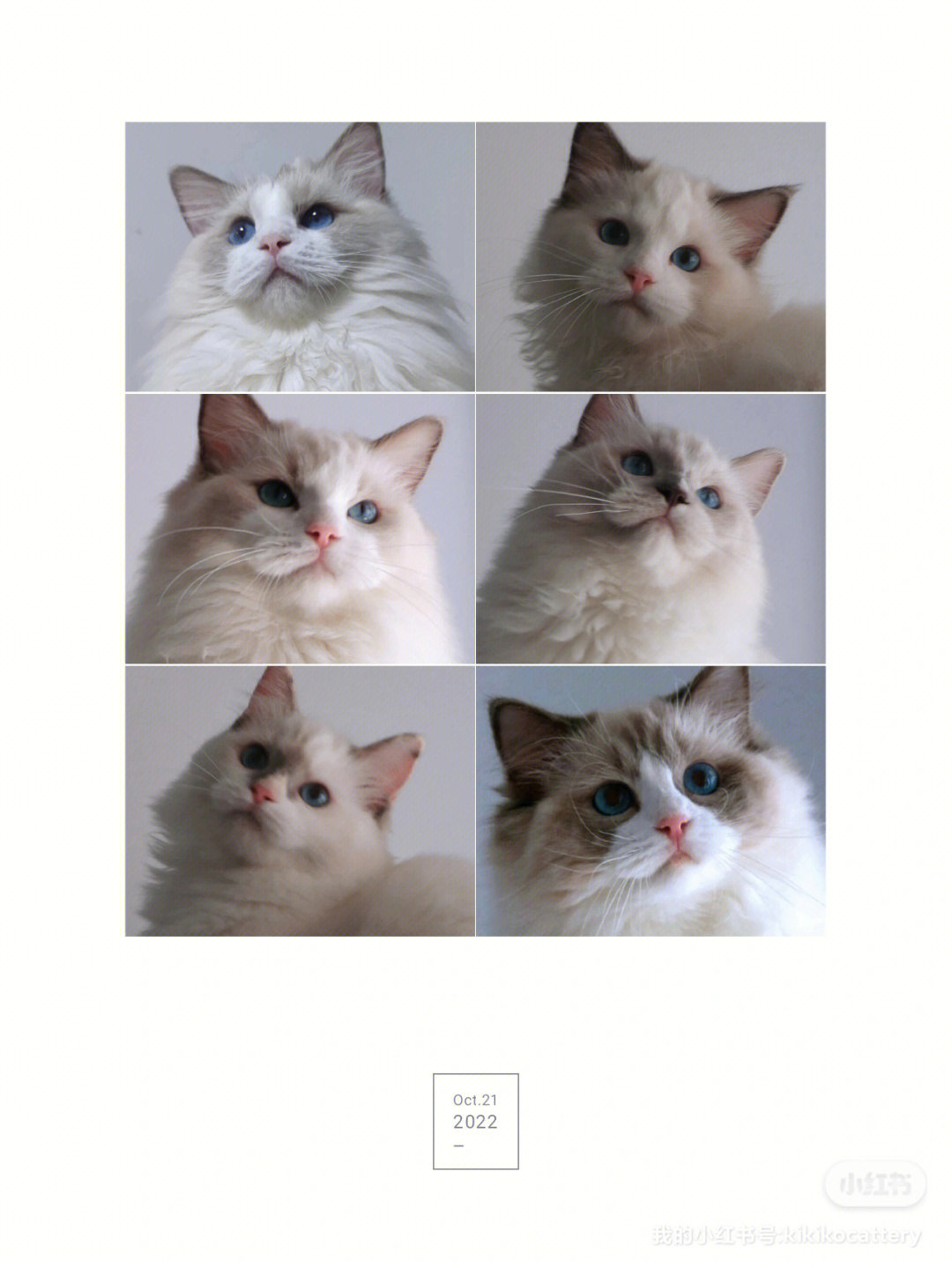 布偶猫配色繁殖表高清图片