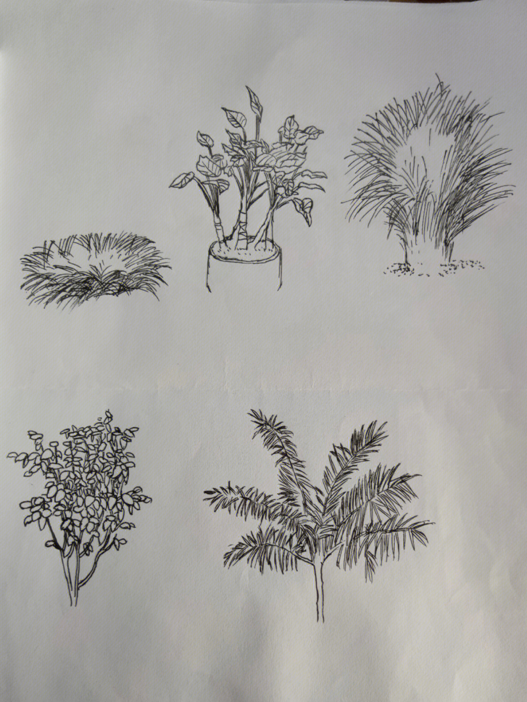 校园写生速写简单植物图片