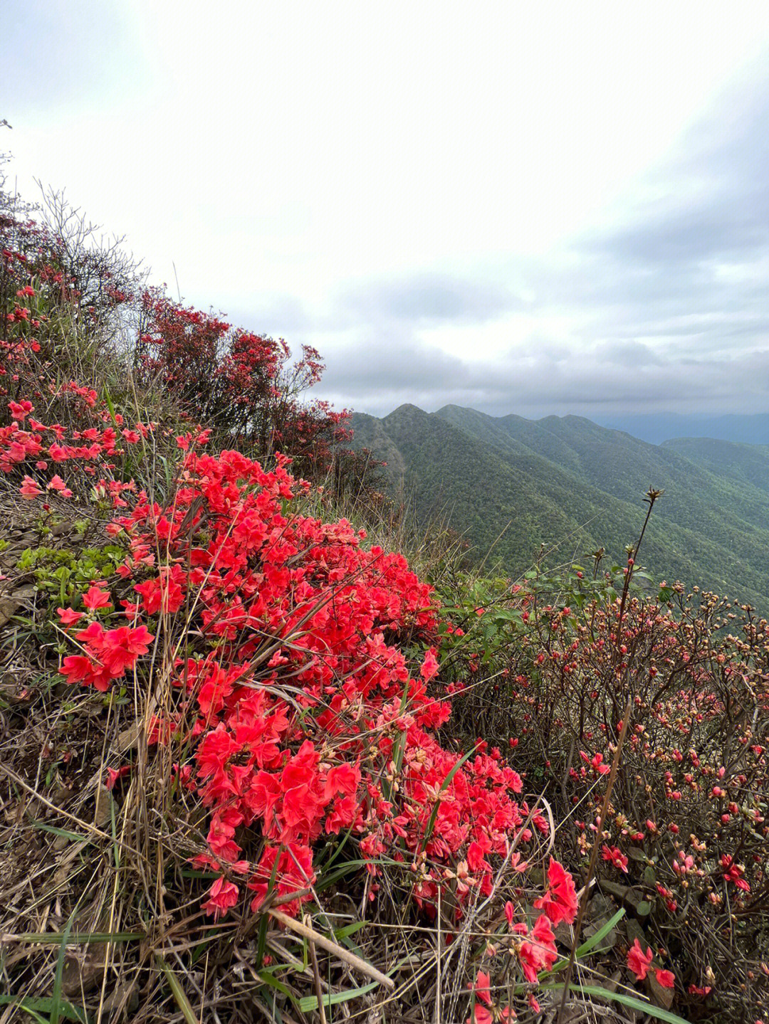 从化通天蜡烛山简介图片