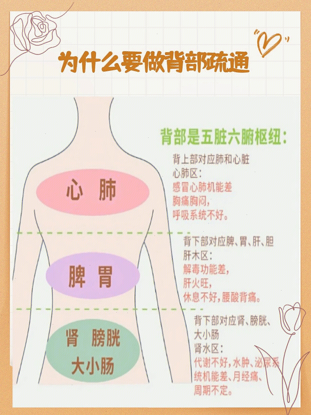 背部肺区位置图图片