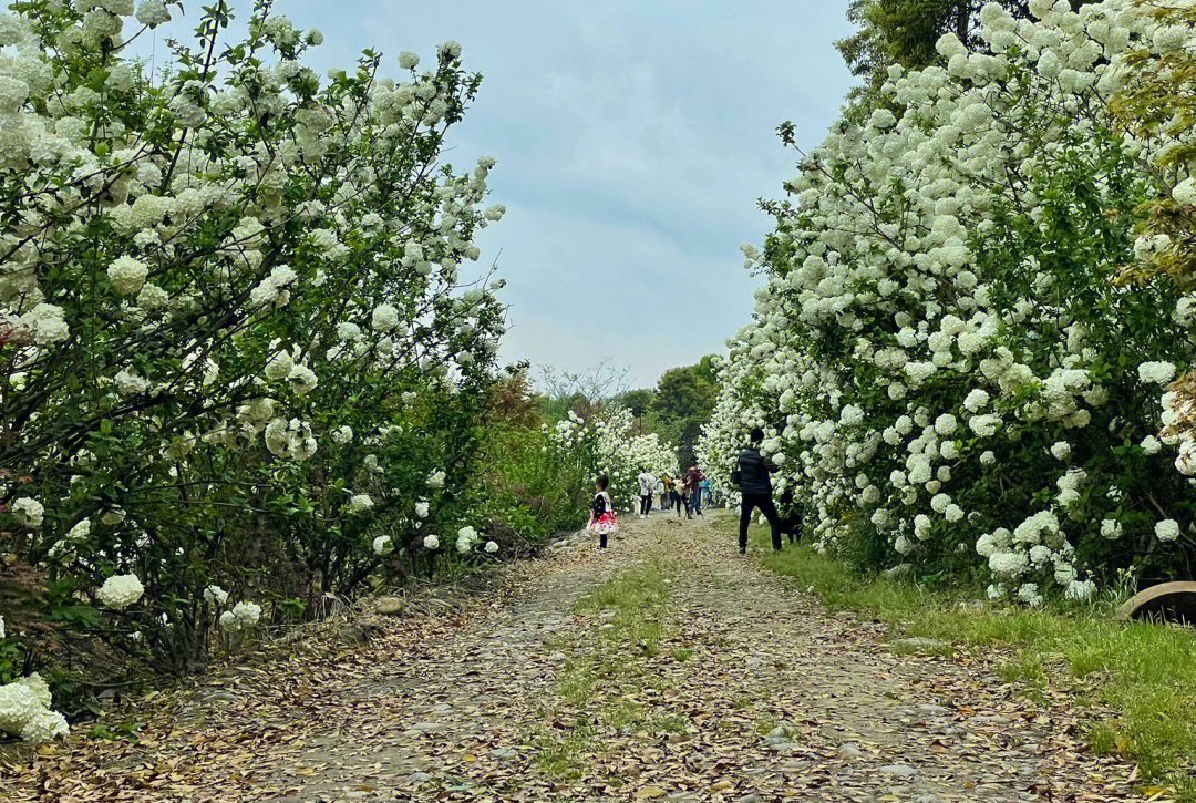 温江红枫基地绣球花