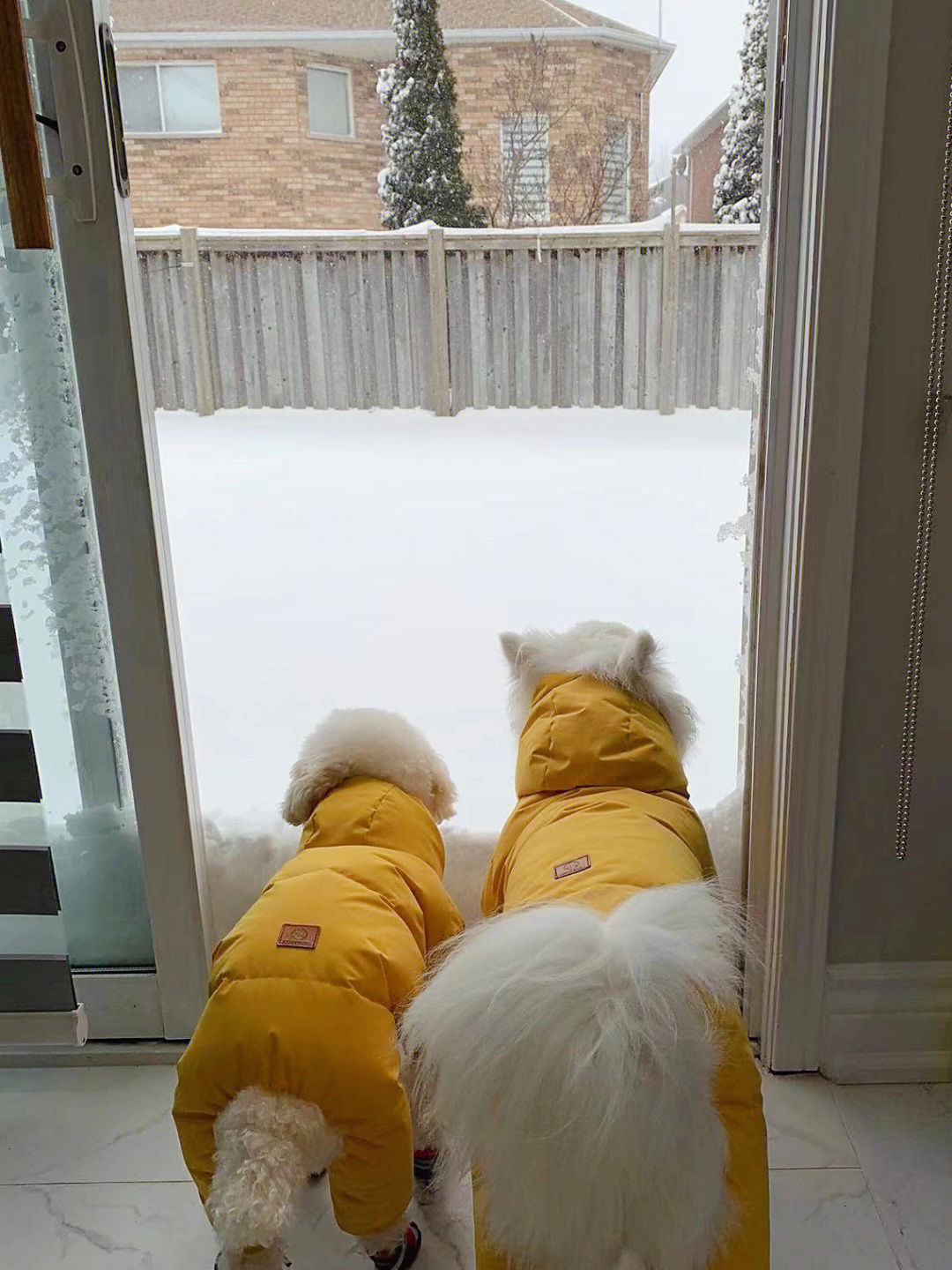 爱斯基摩犬kimo40cm大雪封城76