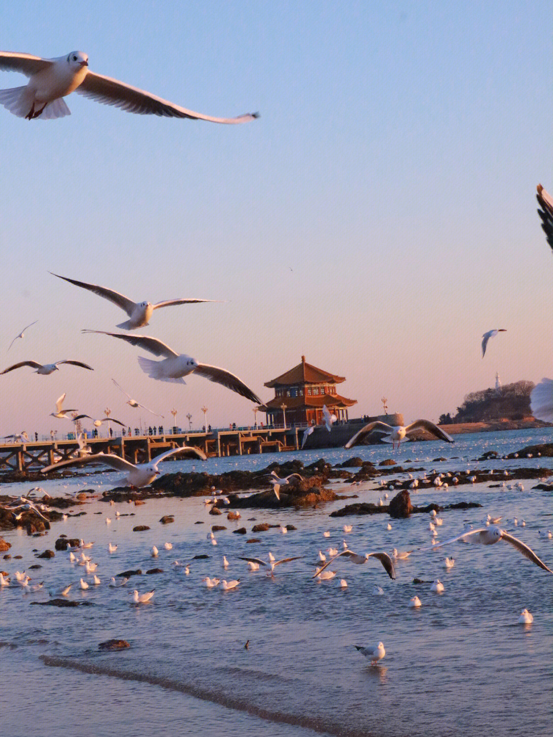 青岛海鸥地方图片