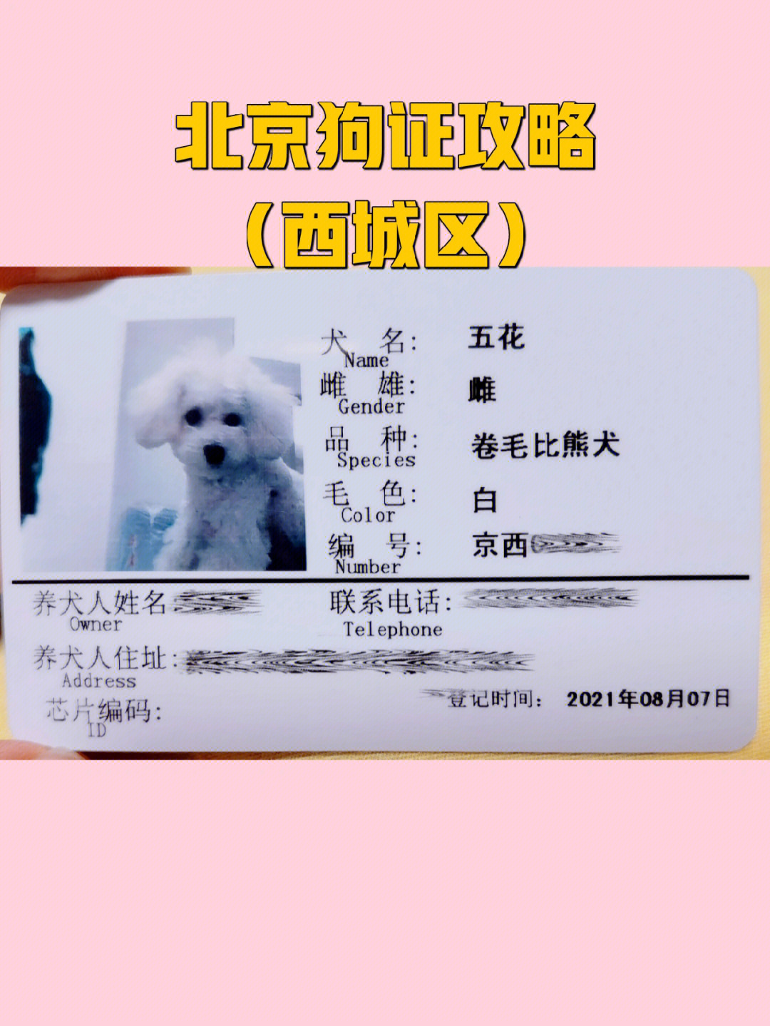 北京狗证图片2020年图片