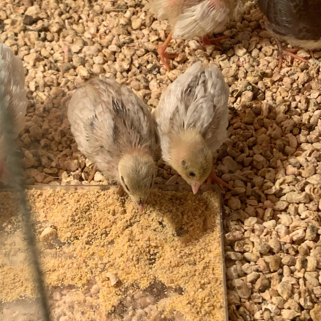 芦丁鸡孵化发育图图片