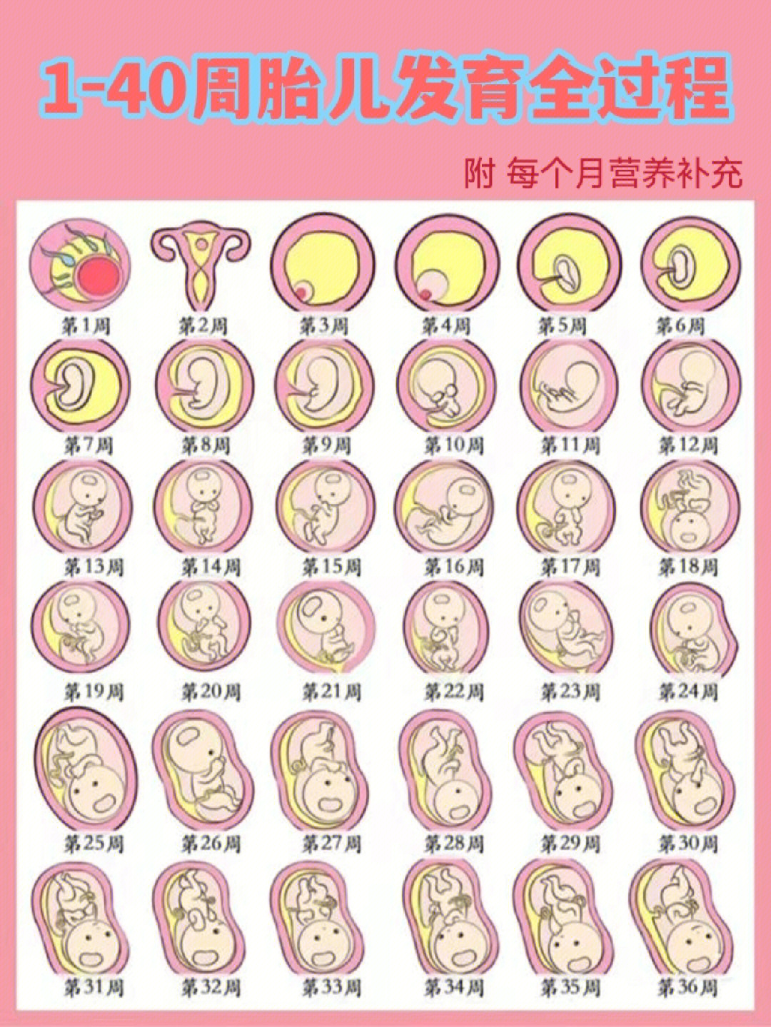 胚胎发育过程图详解图片