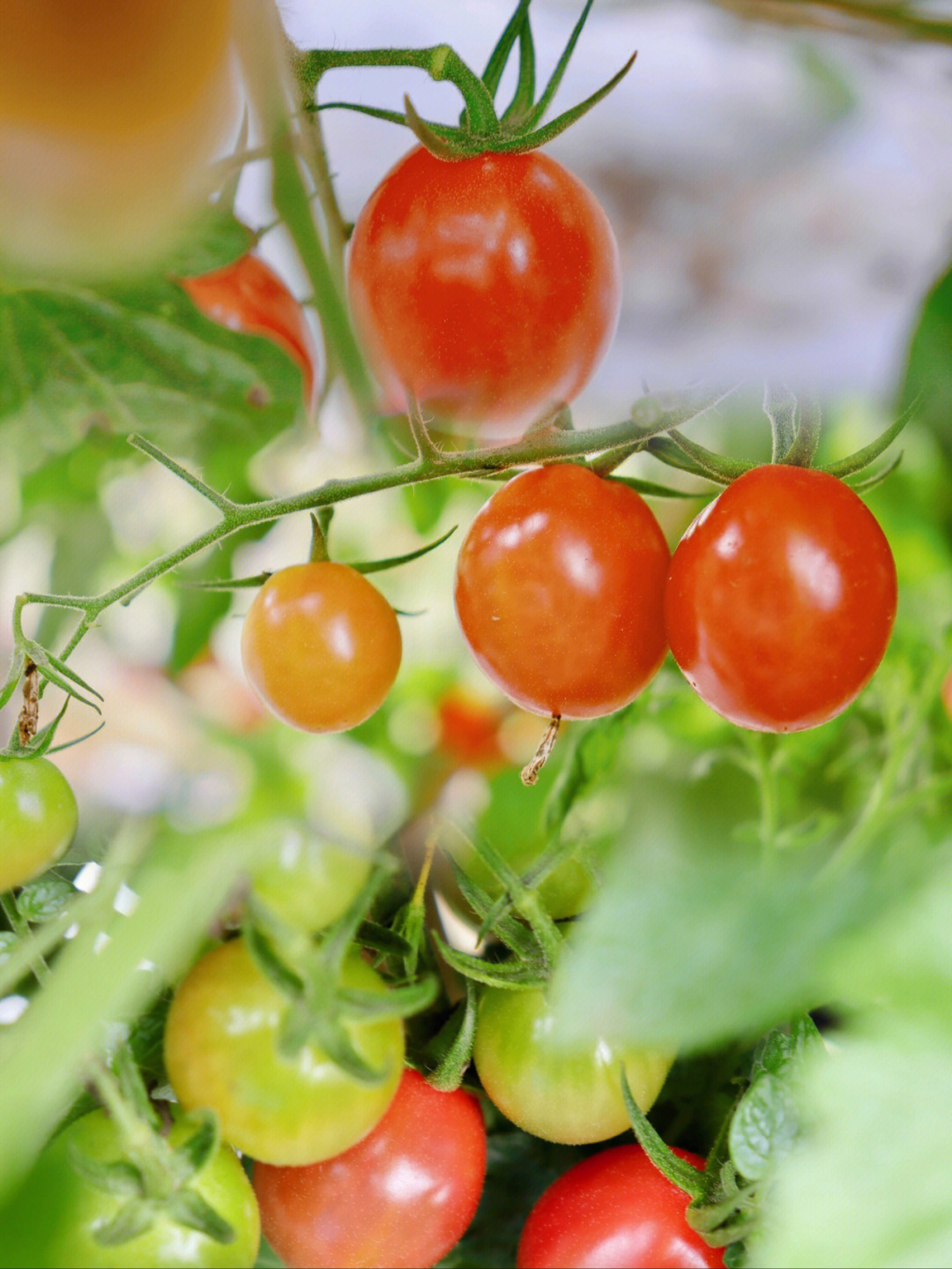 tomato果园采摘