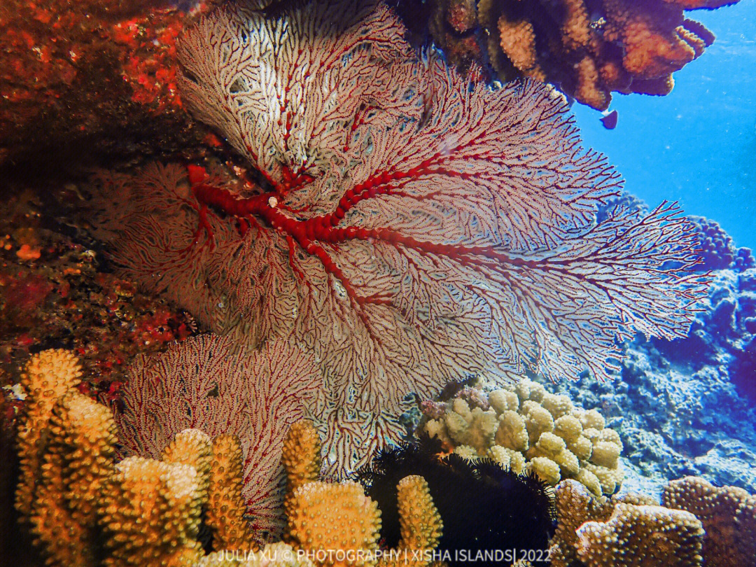 甘泉岛附近珊瑚分布密集,种类较多,但海底斜坡处有较多的棘冠海星,对
