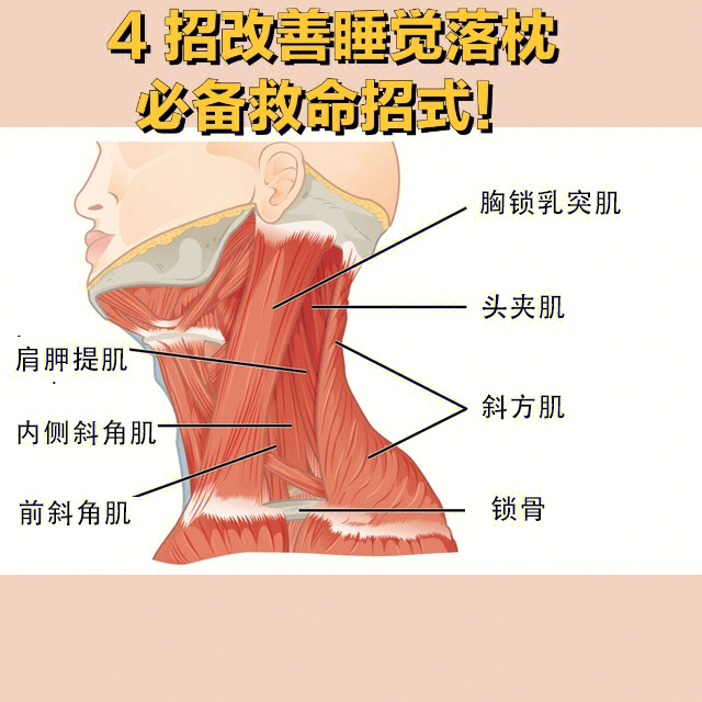 头夹肌位置图片图片