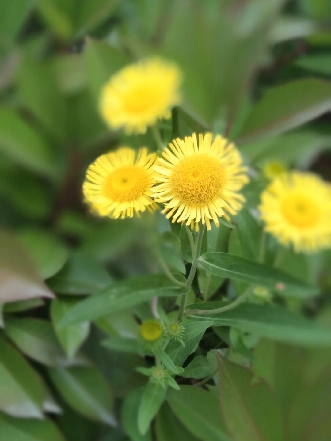 旋花和旋复花图片