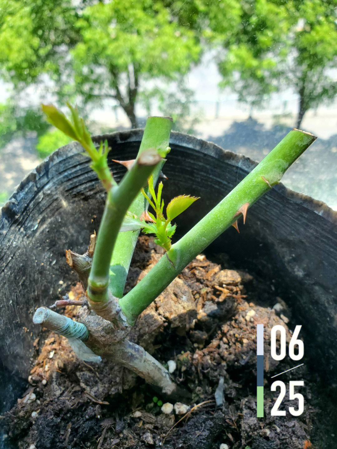 在某老师家直播间买的樱桃白兰地月季,没有问清楚是扦插还是嫁接苗一