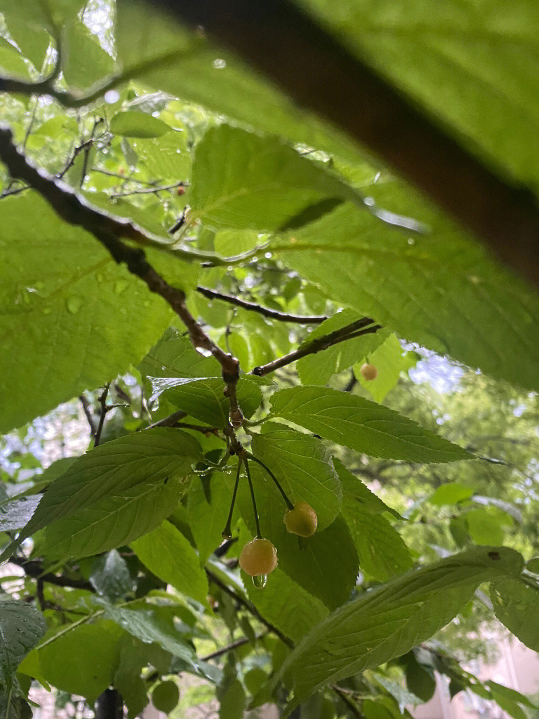 楼下樱花树结樱桃啦