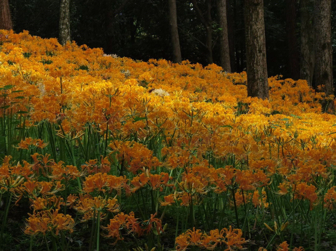 橘黄色的彼岸花杭州植物园美丽石蒜