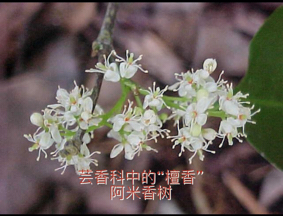 阳光芸香中的沉稳西印度檀香阿米香树