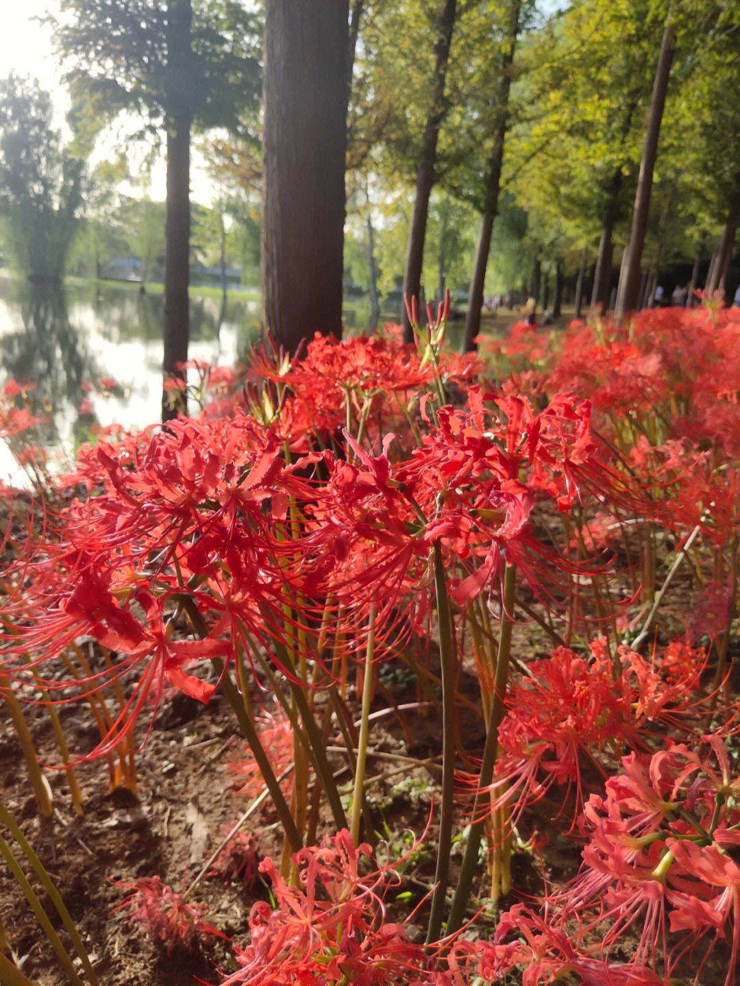 曼珠沙华,彼岸之花,三途川畔,往生渡死;花开彼岸,花落黄泉,花繁无叶