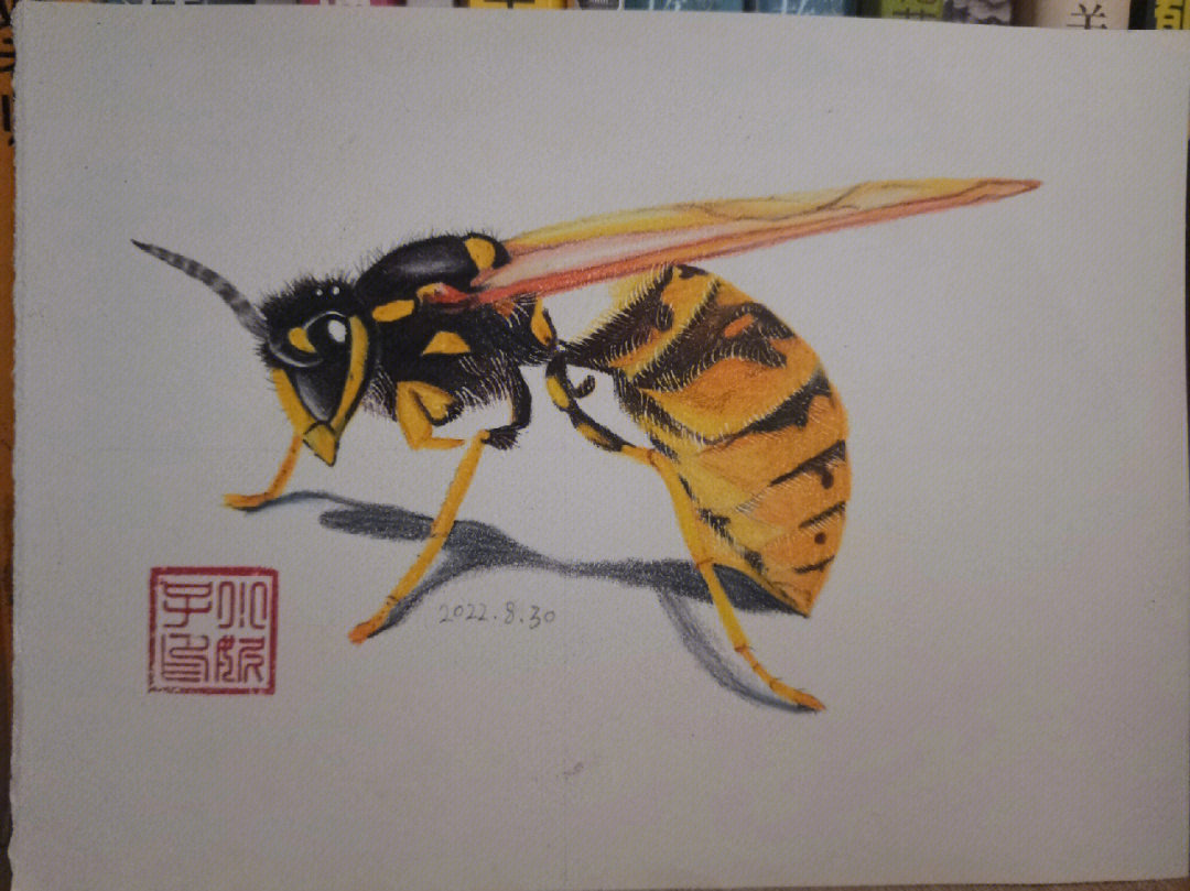 黄蜂简笔画图片带颜色图片
