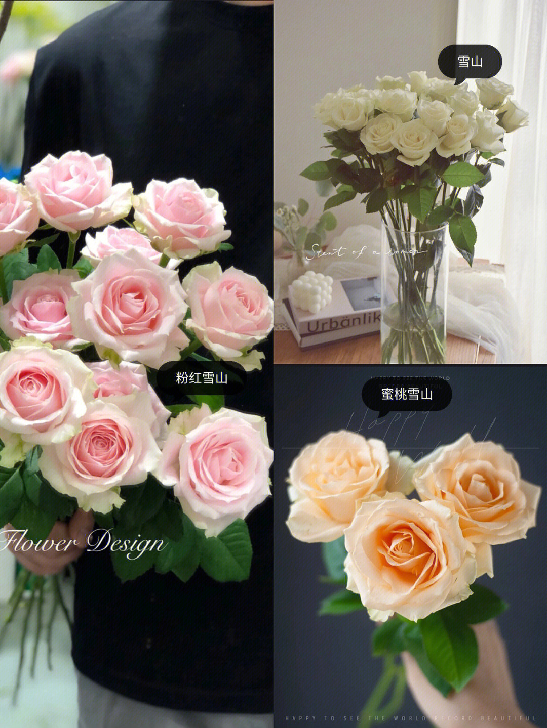 玫瑰品种大概有十一种,分别是粉雪山,白雪山,蜜桃雪山,甜心雪山,桃红