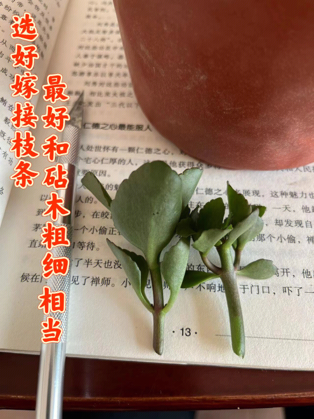 仙人掌嫁接长寿花图片