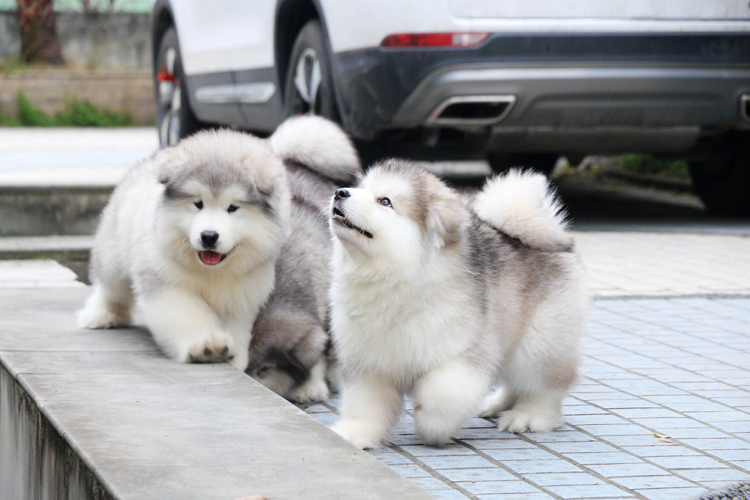 一群阿拉斯加幼犬来袭.