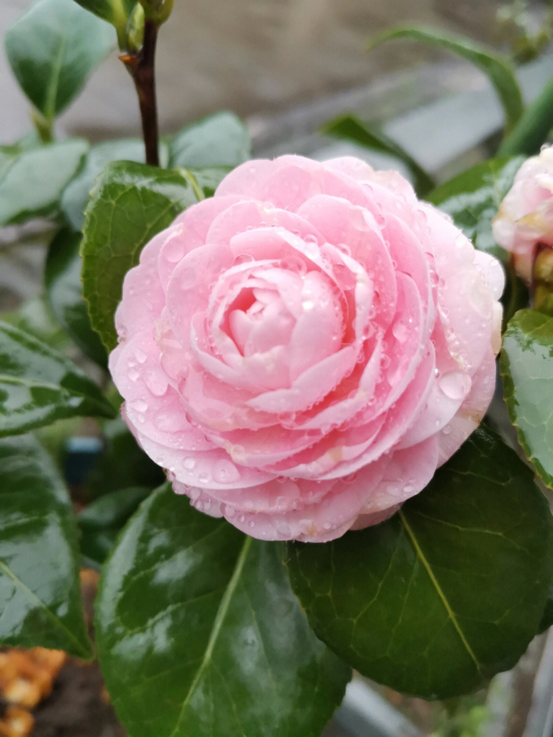 宫粉山茶开花