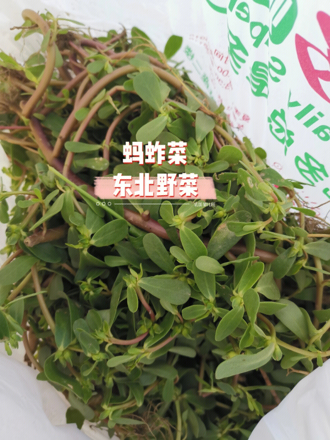 东北野菜鸭子嘴图片