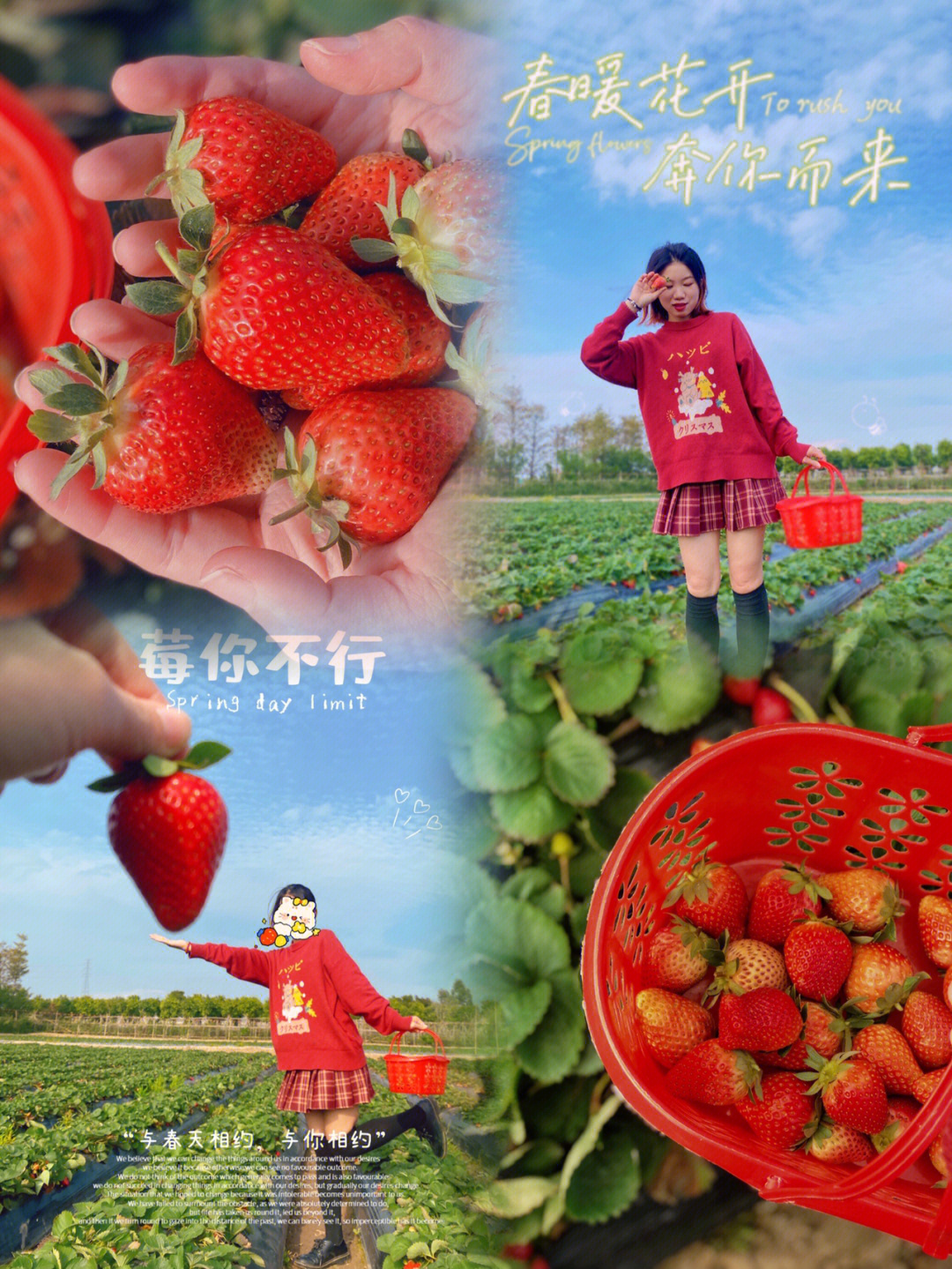 江门礼乐草莓场图片